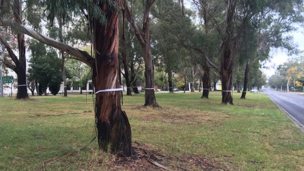 CanTheTram protesters put white ribbon around Northbourne Avenue trees slated to be remove to make way for light rail.