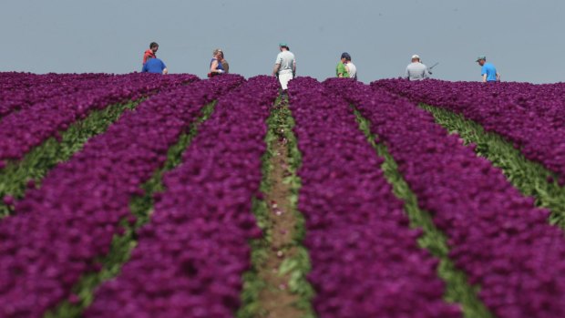 Tiptoeing through the tulips takes on new meaning as the flowers sense the presence of humans.