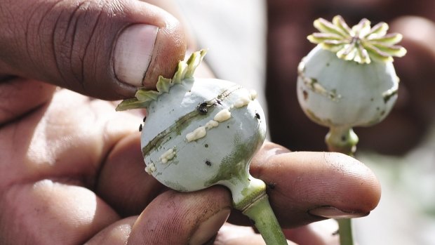 A poppy bulb in Mexico lanced to  extract the sap, used to make opium, and heroin.