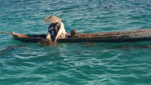 Nikodemus Manefa collects seaweed off the east coast of Rote island last month.