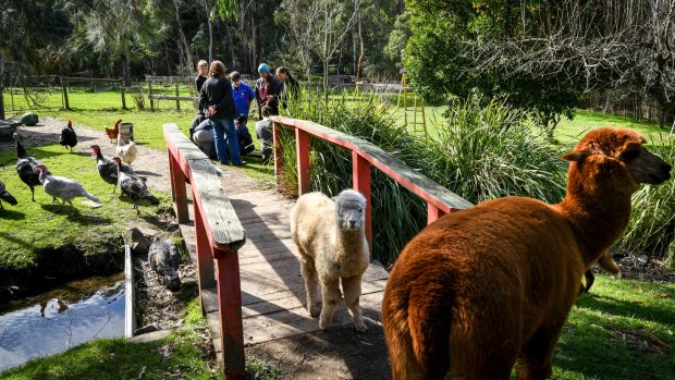 Roaming alpacas: What looks like a carefree day on The Good Life Farm is about something more.