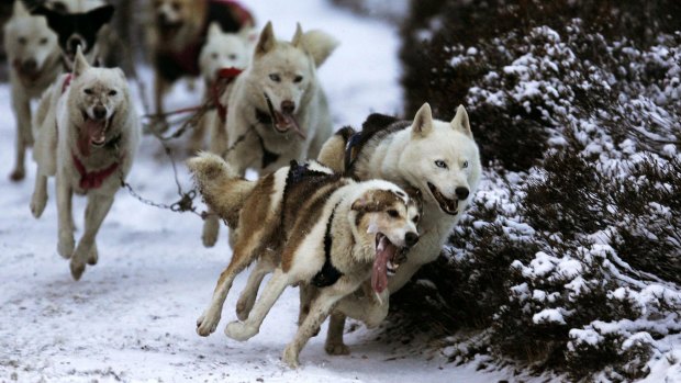 Dogs charging along the snowy trails. 