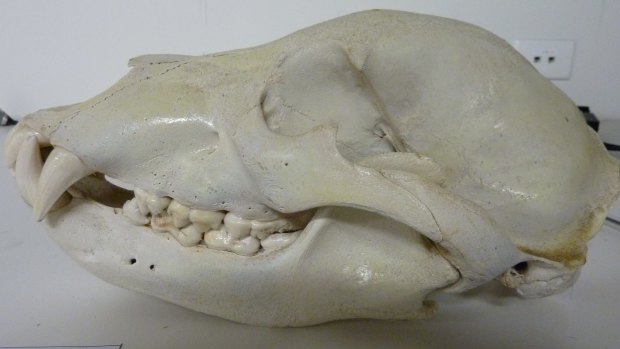 Brown bear skull from the case of Brent Philip Counsell.