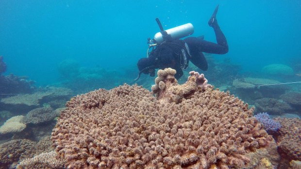 Scientists assess coral mortality at Zenith Reef.