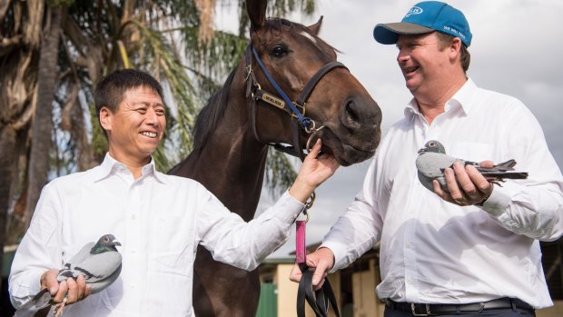 Shared passions: Slot-holder Yuesheng Zhang, fellow pigeon racer Gary Portelli and She Will Reign at the Gary Portelli stables in Warwick Farm.