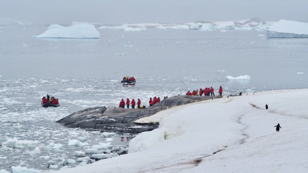 Humans are not the only creatures to walk upright on Antarctica.