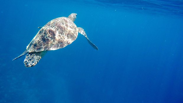 Turtle, Gili Islands, Indonesia.