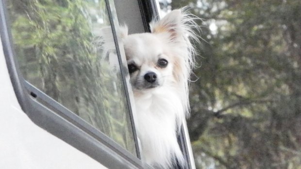 A small, white chihuahua had its head cut open after being attacked by would-be thieves near Townsville.