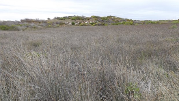 There are six patches of this these endangered grasses in Lancelin and three will be lost if the proposed caravan park goes ahead. 