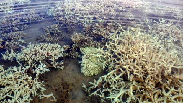 Coral bleaching off the Kimberley coast of Western Australia in 2016 - part of a global event that isn't over.
