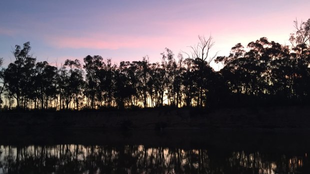 Murray River red gums: Logging will be permitted over five years in 44 plots within the Murray Valley National Park.