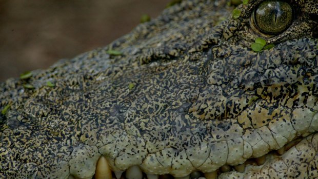 Queensland's crocodile management program will receive $5.8 million over next three years.