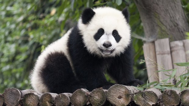 Young panda bear, China.