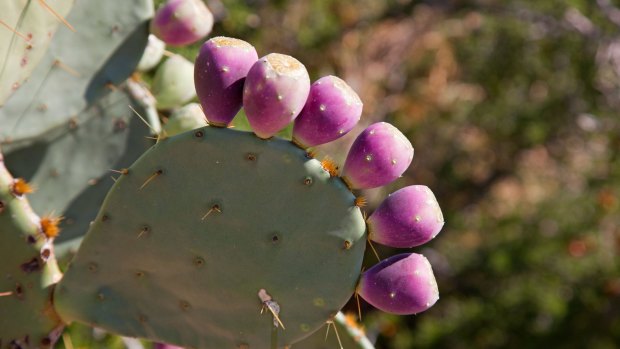 Fruit on a prickly pear cactus in Big Bend National Park.
