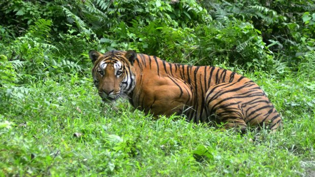A Royal Bengal tiger pauses in a clearing in Kaziranga national park in north-eastern India last month.
