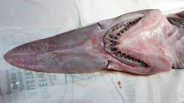 The goblin shark caught by fishermen on the NSW south coast. The shark finds its prey using hundreds of small sensors on its 'nasal paddle'. 