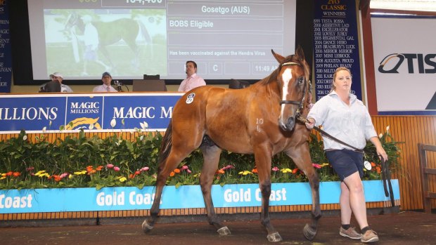 Condor Heroes goes through the ring at the Magic Millions sale on the Gold Coast in January.