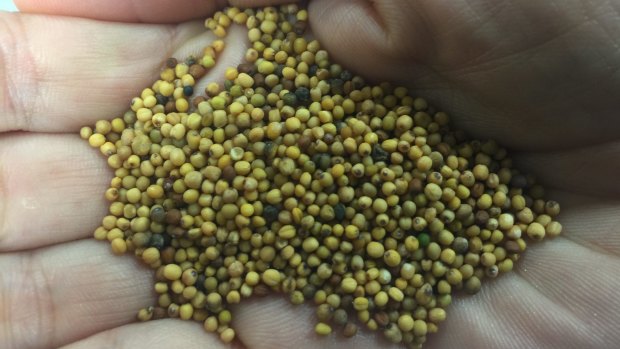 Carinata seed. One hectare of seeds yields 400 litres of biofuel and 1400 litres of renewable diesel.
