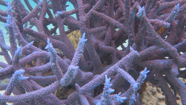 Corals under stress: new study finds corals grew about 7 per cent more when ocean was returned to pre-industrial levels of salinity.