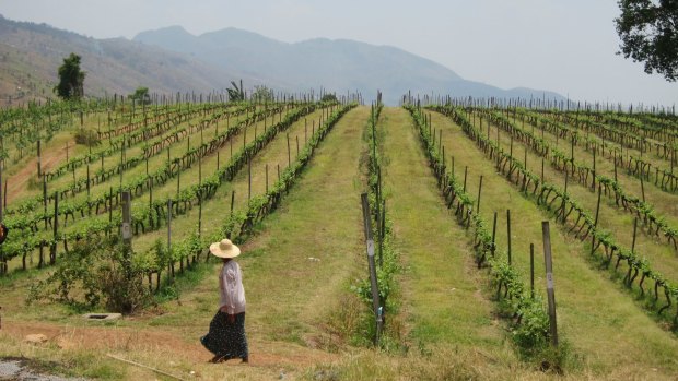 Aythaya Vineyard in north-eastern Myanmar.