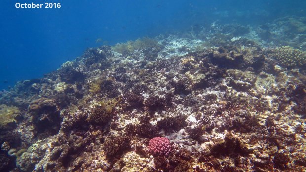 Dead bleached corals on the reef crest of North Direction Island in October 2016.