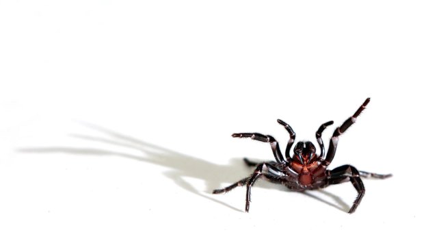 A female funnel web spider.