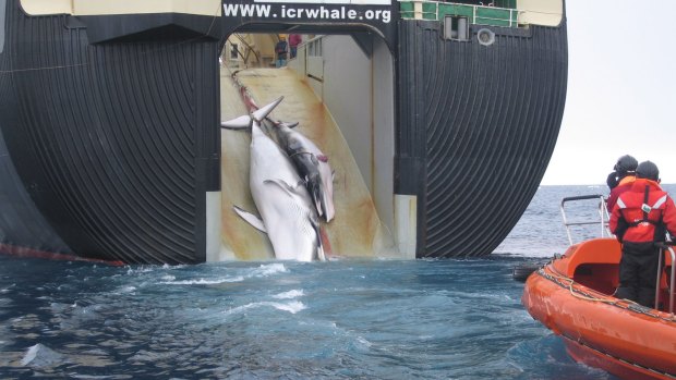Two minke whales, possibly a mother and calf, are hauled aboard the Nisshin Maru in 2008.