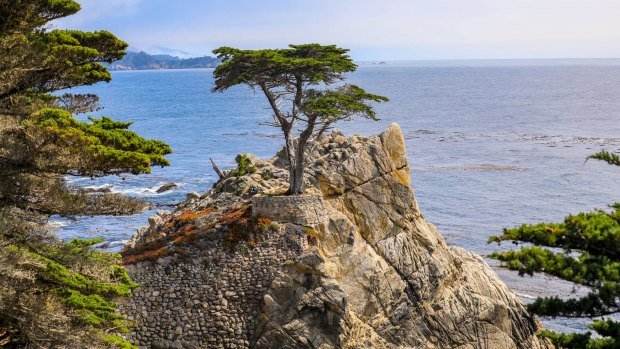 Lone Cypress: The most photographed tree in the US.