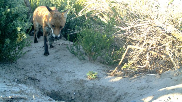 A council camera captures a fox as it carries off its latest meal.