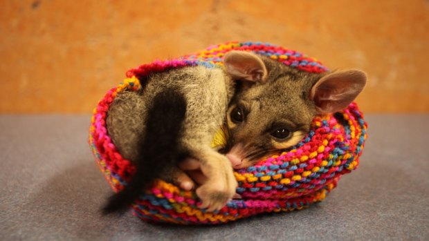 Samson the common brush-tailed possum inside a hand-knitted pouch, recovering from a punctured lung caused by a dog attack.