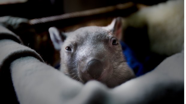 A baby wombat, one of many animals being looked after at the Hepburn Wildlife Shelter.