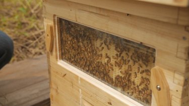 Tapcomb has been accused of copying Flow Hive with its tappable bee hive.