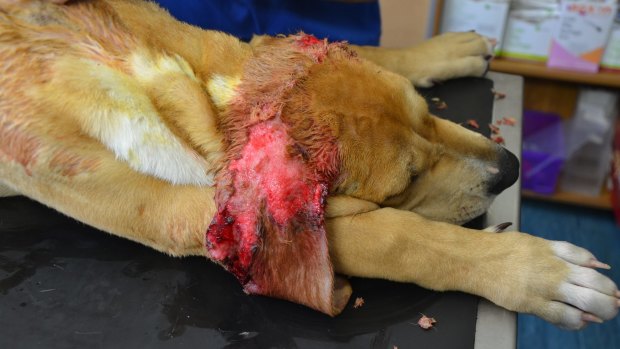 "Buster", who was not taken to the vets after hot cooking oil  caused first and third degree burns to 15 per cent of his body.
