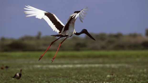 Black-necked stork, Kakadu National Park.