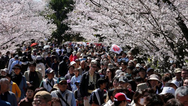 Tourists walk under cherry trees at Himeji Castle in Himeji, Japan, where there are about 1000 cherry trees in full bloom this season. 