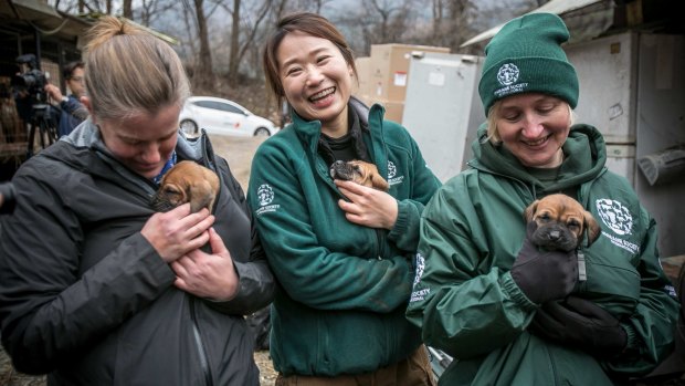 (From left) Abby Hubbard, deputy director of the Animal Welfare League of Alexandria; Nara Kim, Humane Society International's campaign manager for South Korea; and Wendy Higgins, HSI director of international media, hold Tosa puppies that were born at Mr Kim's dog meat farm.