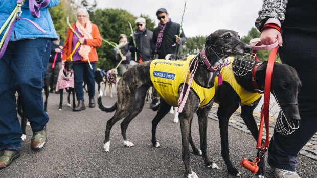 March for the murdered million greyhounds at Nara park. 