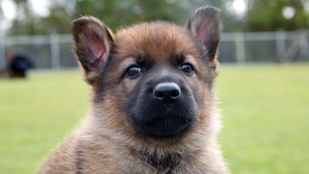 The puppies are only a few weeks old, but are destined to become drug detection or general purpose police dogs.