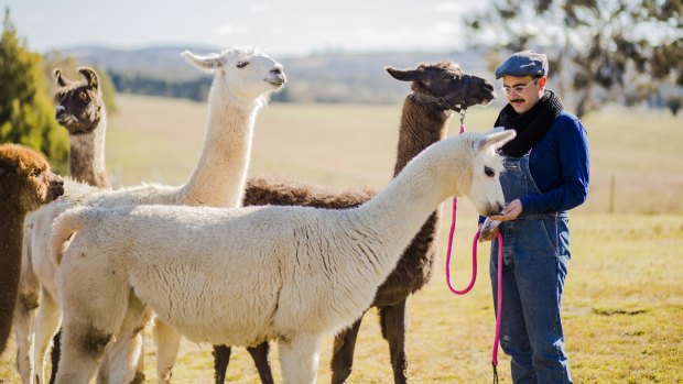23-year-old Mark Ayyad is hoping to start his own llama farm at Tarlo.
 