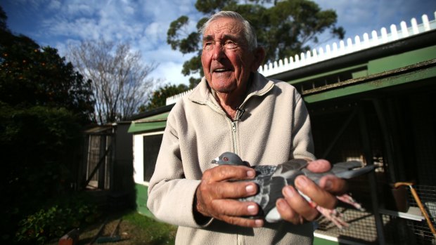 Keith Wrightson, champion pigeon racer has been involved with the birds since 1935. Pictured in his backyard in Carlton, NSW.