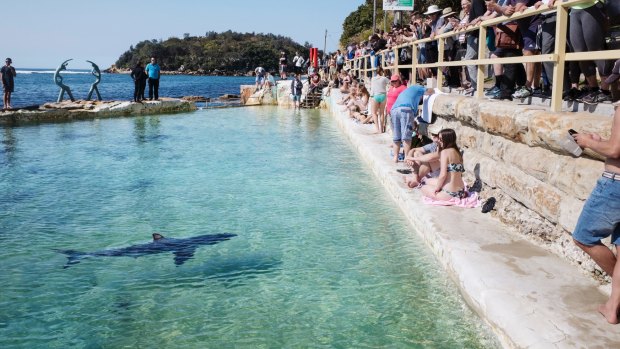 The shark nicknamed Fluffy rescued from Manly Beach swims in a local pool.