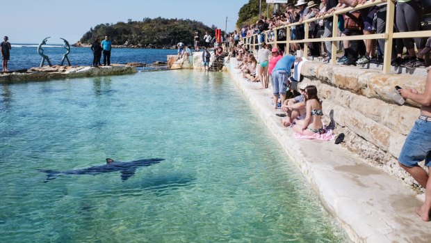 Fluffy, rescued from Manly Beach swims in a local pool.