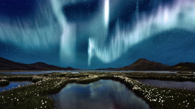 The Northern Lights (aurora borealis) over a marsh landscape with wildflowers in Iceland.