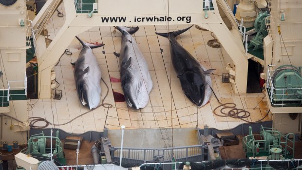 Minke whales aboard the Japanese factory ship Nisshin Maru in 2014.