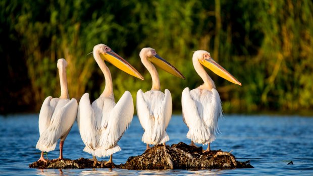 The UNESCO-listed wetland is a peaceful haven to more than 300 species of birds.