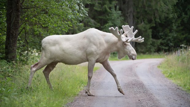 A rare white moose is spotted in Gunnarskog, Varmland province, Sweden. 