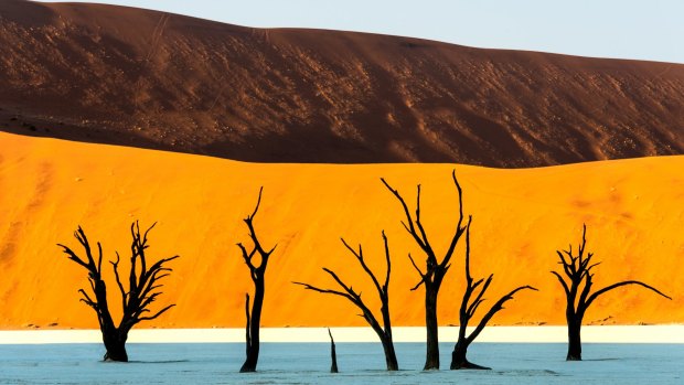 Dead trees silhouetted against the golden sands of  Sossusvlei, Namibia.