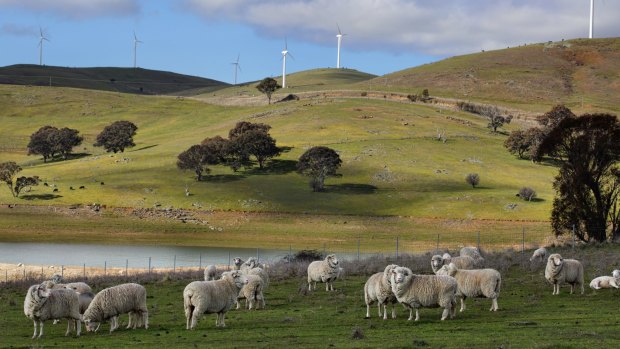 Sheep grazing below the Blayney to Carcoar windfarm.