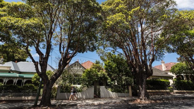 Australia's much-loved street trees could fall victim to rising emissions. 