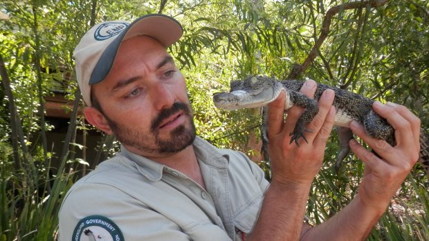 Senior Wildlife Officer, Adam Northam, with the baby crocodile found on the Gold Coast